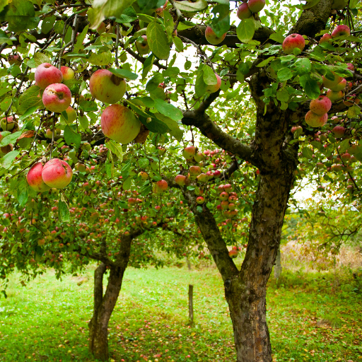 best fertilizer for apple trees