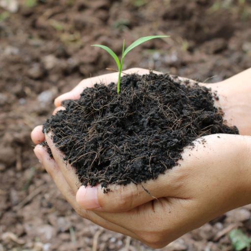 humus soil