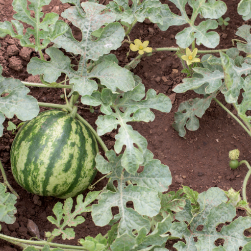 is epsom salt good for watermelon plants