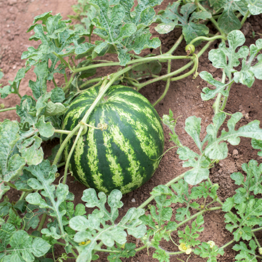 is epsom salt good for watermelon plants