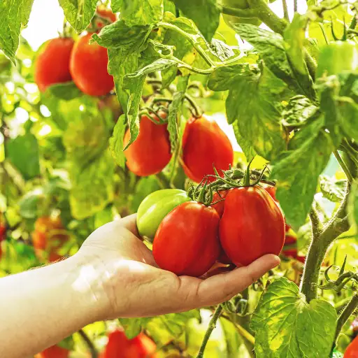 Liquid Tomato Fertilizer Organic: Best Organic Solutions for Healthy Tomato Plants
