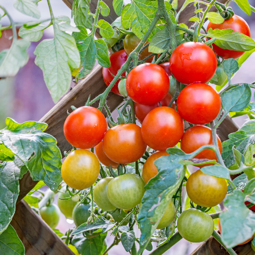 liquid tomato fertilizer organic