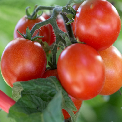 liquid tomato fertilizer organic