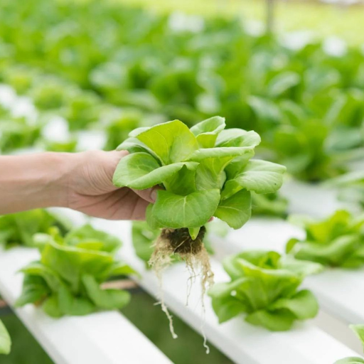 What is Organic Hydroponic Fertilizer?