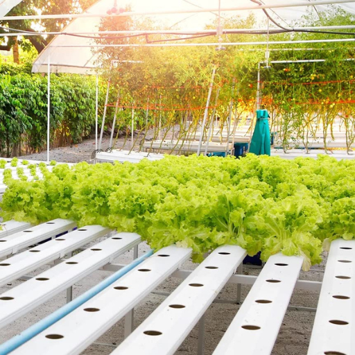 What are the Benefits of Using Organic Nutrients in Hydroponics?