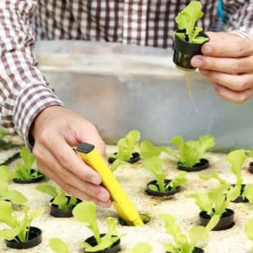 How to Maintain a Balanced Nutrient Solution in a Hydroponic System?