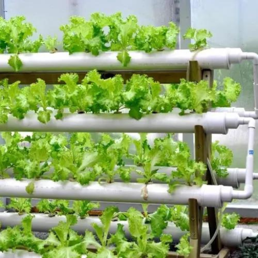 How to Prepare Organic Nutrient Solutions for Hydroponic Systems?