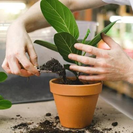 How to Make Homemade Organic Fertilizer for Indoor Plants?