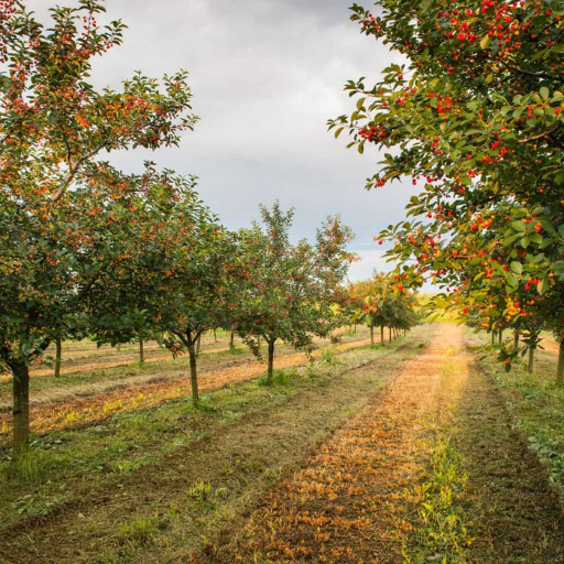 Which Organic Nutrients are Essential for Fruit Tree Growth?