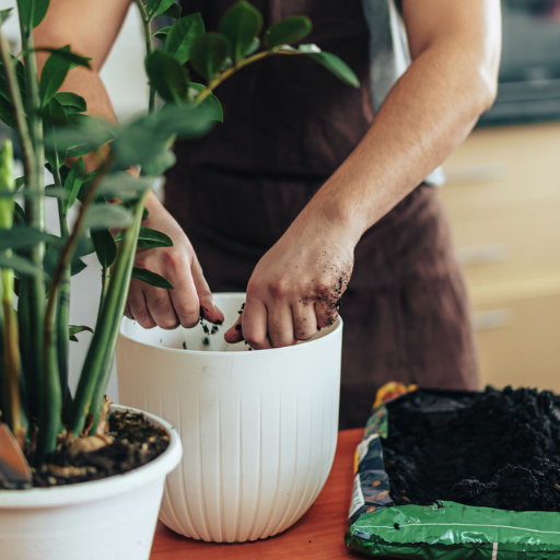 What Are the Benefits of Using Organic Fertilizers for Indoor Plants?