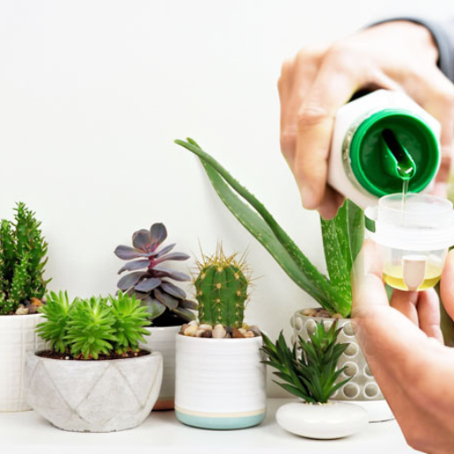 Why Use Organic Fertilizer for Your Succulent Plants?