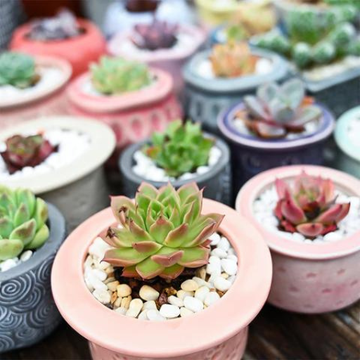 How to Properly Fertilize Your Succulent Plants