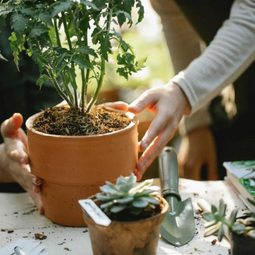 How Often Should You Fertilize Succulents?