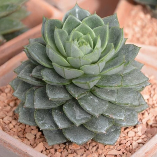 organic succulent fertilizer
