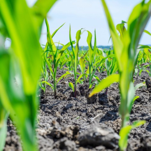 organic liquid fertilizer for seedlings