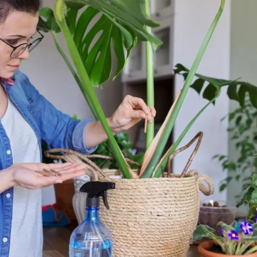 What is the Best Fertilizer for Houseplants?