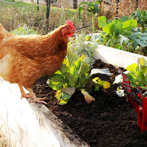 What is Chicken Manure and Why is it a Popular Organic Fertilizer?