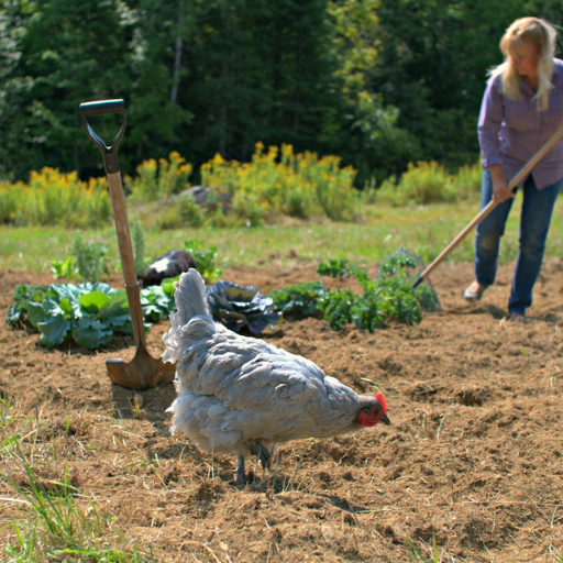 Can Chicken Manure Improve Soil Fertility?