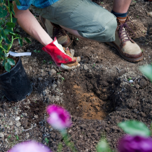 organic fertilizer for vegetables