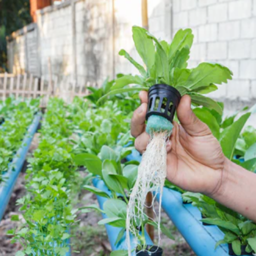 Organic Fertilizer for Hydroponics: Enhancing Nutrient Solutions in Hydroponic Systems
