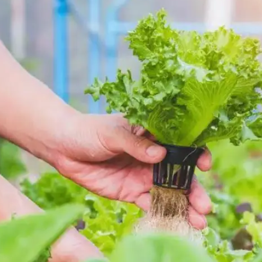organic fertilizer for hydroponics