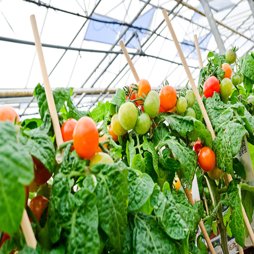 organic fertilizer for tomatoes and peppers
