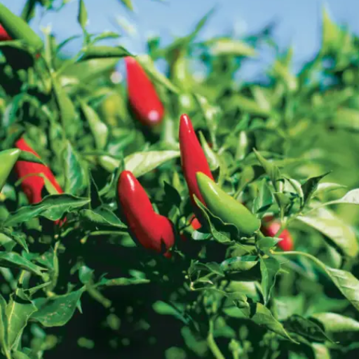 organic fertilizer for tomatoes and peppers