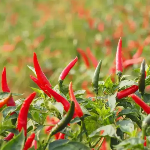 organic fertilizer for tomatoes and peppers