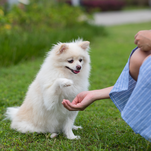 pet friendly lawn fertilizer