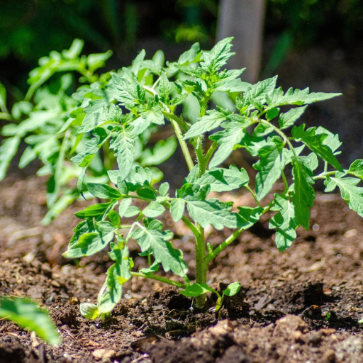 Best Practices for Applying Tomato Fertilizer