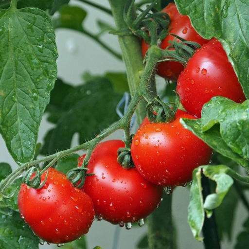 How to prevent tomato blossom end rot