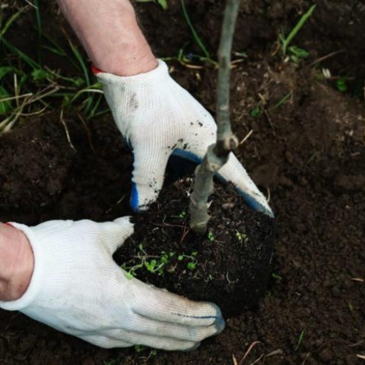 Applying organic fertilizer to fruit trees