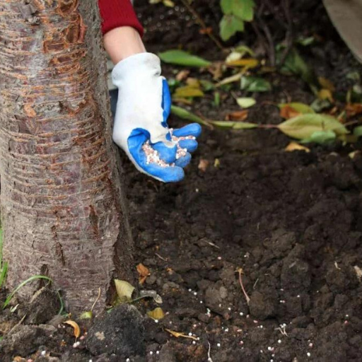 Understanding Soil and Its Role in Fruit Tree Health