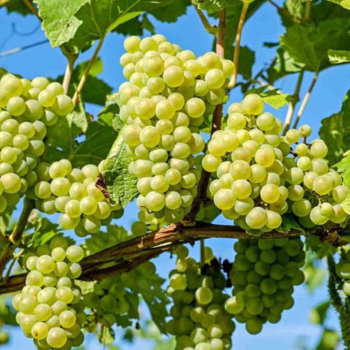 How to Apply Organic Fertilizer to Grape Vines?