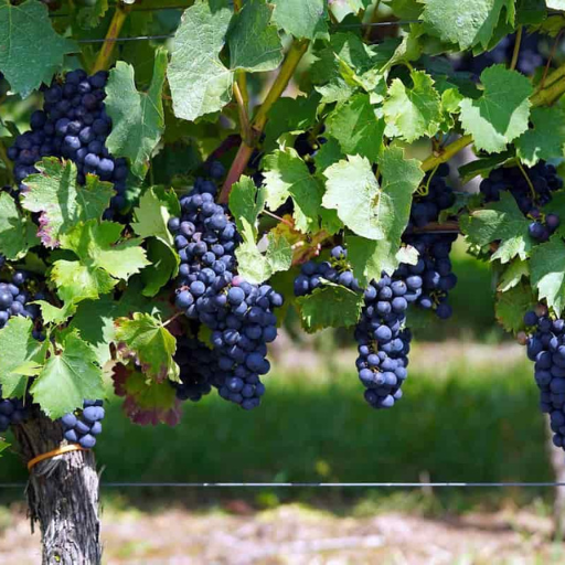 Is Organic Fertilizer Better for Grapes Than Synthetic?