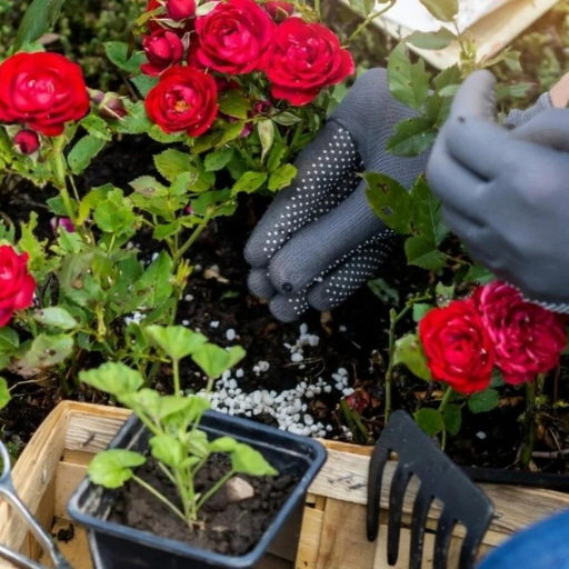 What are the Best Types of Organic Fertilizers for Roses?