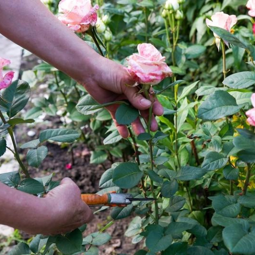 How to Improve Soil for Healthy Rose Blooms?