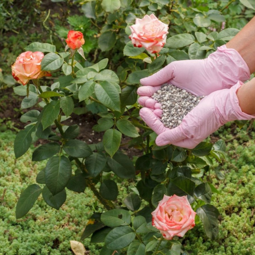 best rose fertilizer organic
