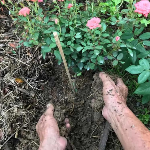 What Makes a Great Organic Rose Fertilizer?