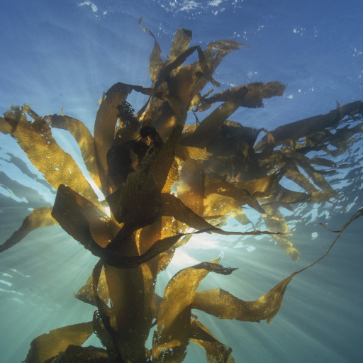 kelp fertilizer