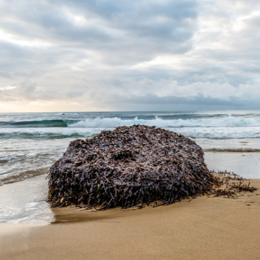 kelp fertilizer