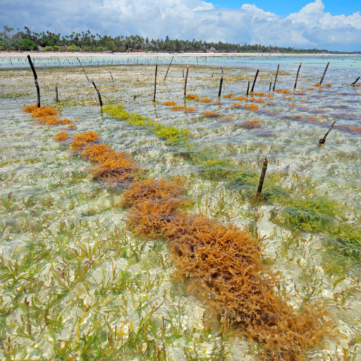 seaweed fertilizer