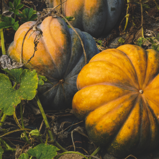 is epsom salt good for squash plants