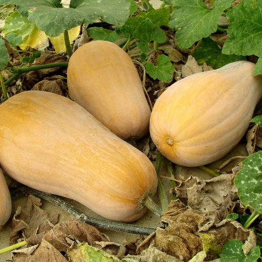 is epsom salt good for squash plants