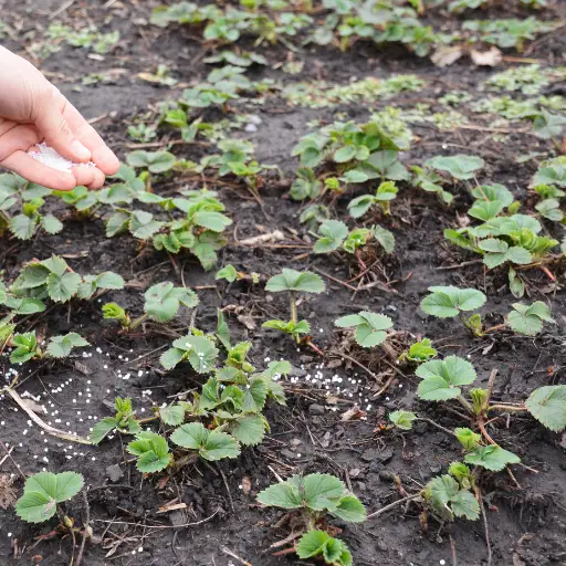 strawberry fertilizer