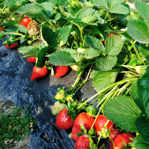 fertilizer for strawberries