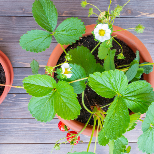 fertilizer for strawberries