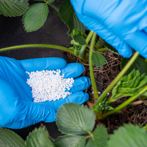 fertilizer for strawberries