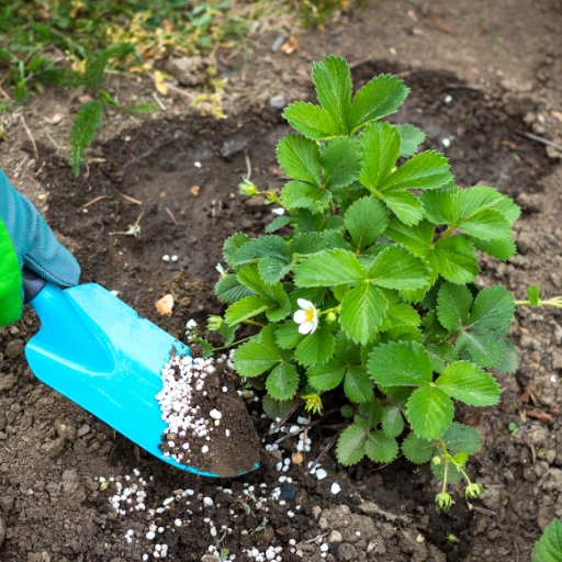 fertilizer for strawberries