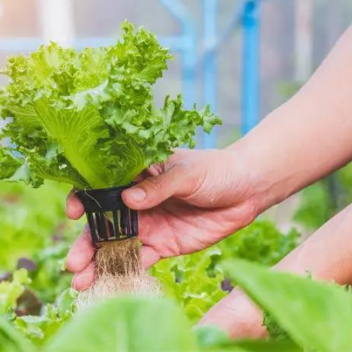 How to Apply Organic Fertilizer in a Hydroponic System?